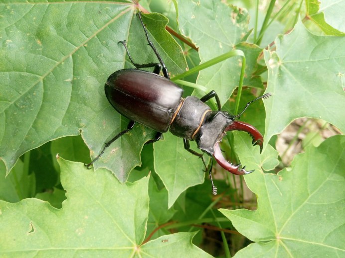 Жук-олень (Lucanus Cervus)