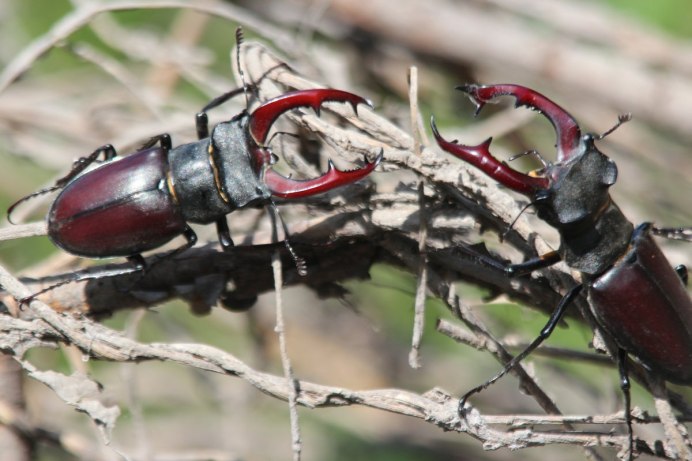 Жук Lucanus Cervus