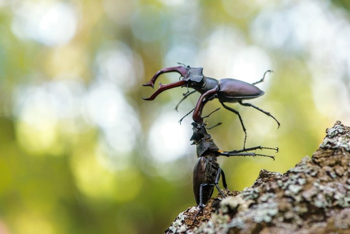 Жук-олень (Lucanus Cervus)