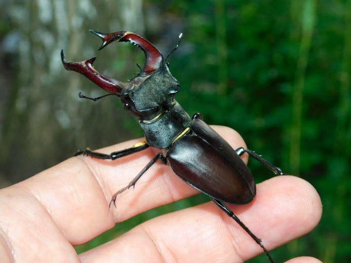 Жук-олень (Lucanus Cervus)