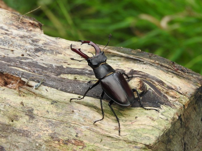 Жук Lucanus Cervus
