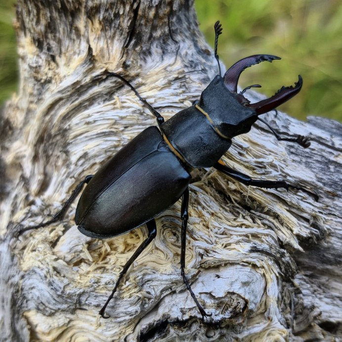 Жук-олень (Lucanus Cervus)