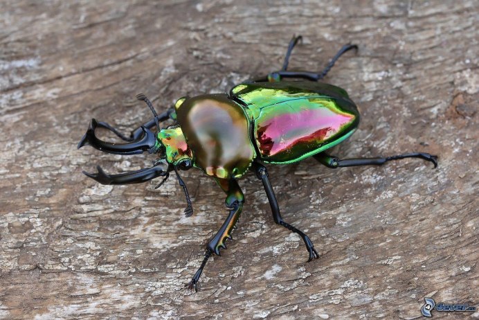 Жук Lucanus Cervus
