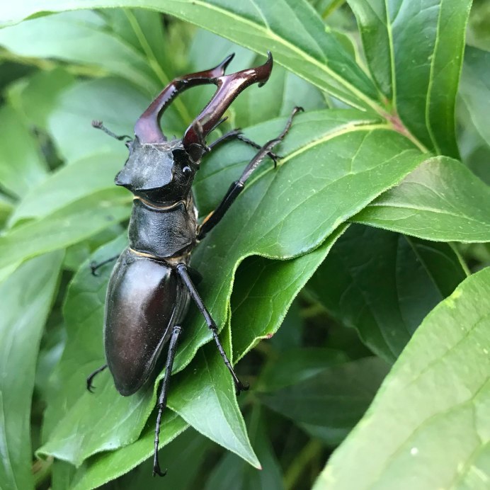 Жук-олень (Lucanus Cervus)