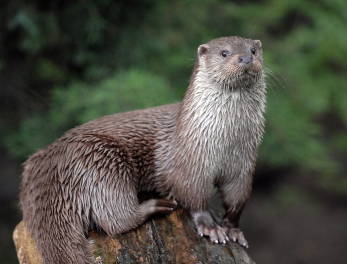 Кавказская выдра (Lutra Lutra meridionalis)