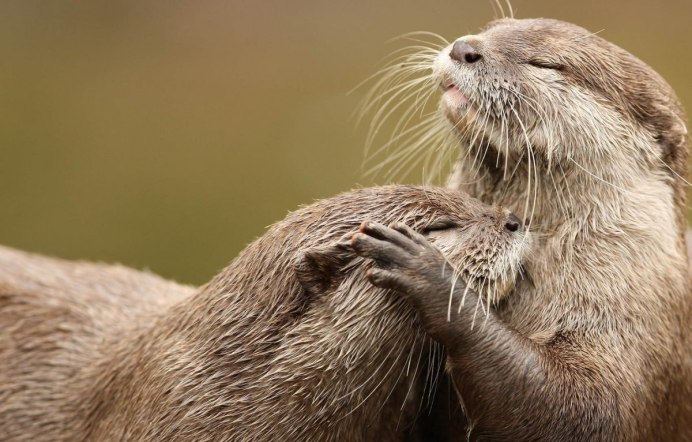 Выдра и норка