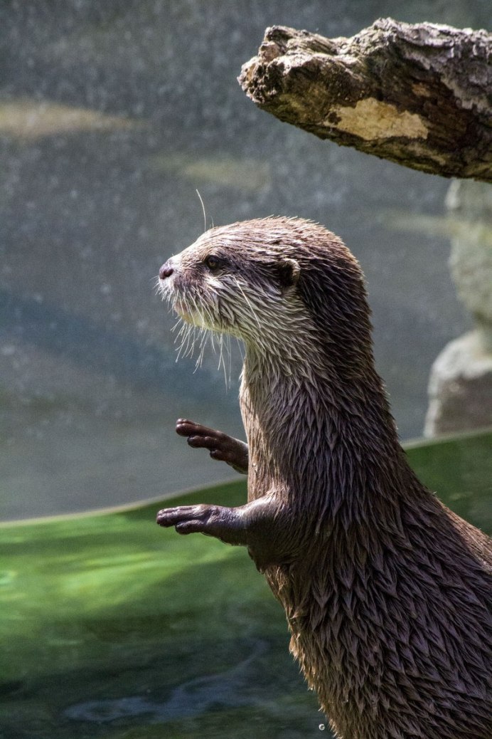 Кавказская выдра Lutra Lutra meridionallis