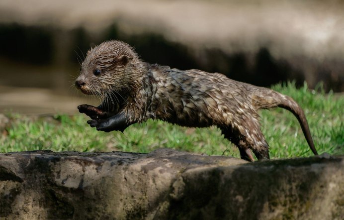 Кавказская Речная выдра