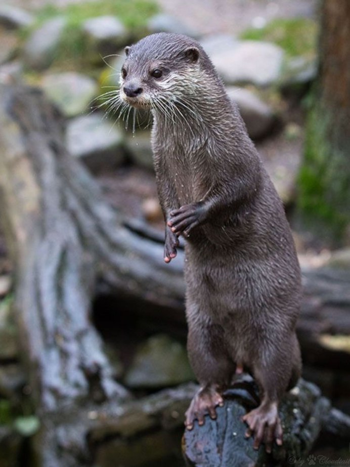 Выдра Речная