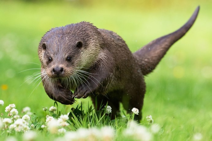 Канадская выдра