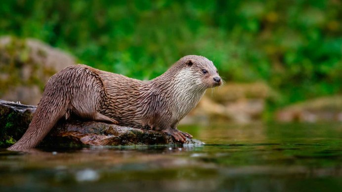 Королевская выдра