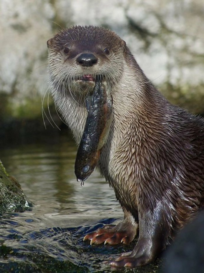 Калан Дальневосточный