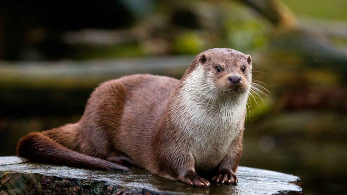 Выдра Lutra Lutra