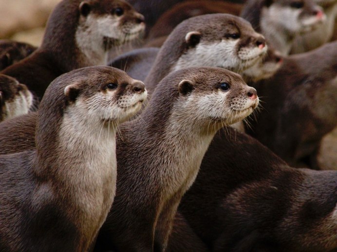 Бразильская выдра детеныш