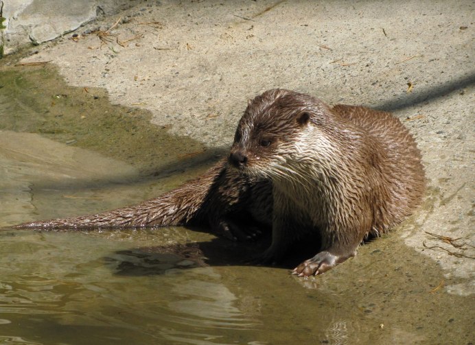 Североамериканская выдра
