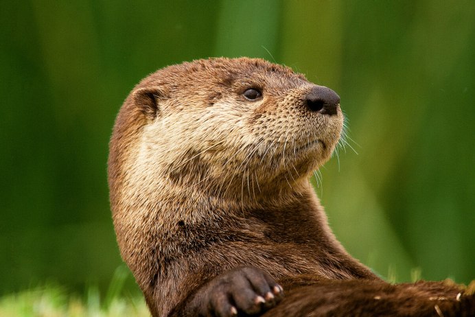 Речная выдра (Lutra Lutra)