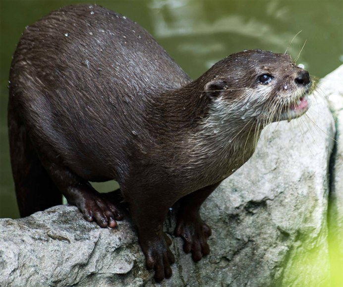 Кавказская выдра