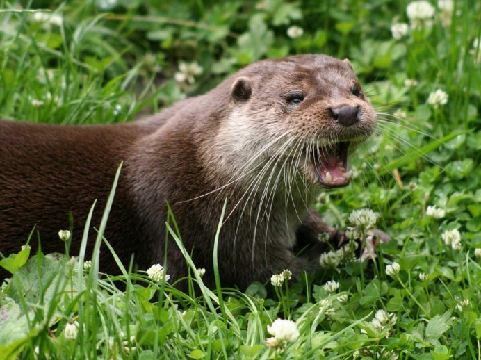 Выдра Речная