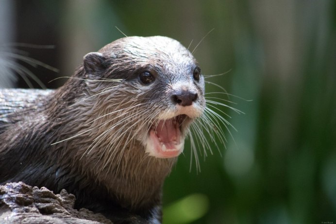 Выдра Lutra Lutra Linnaeus