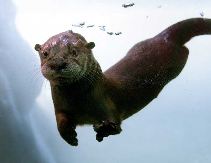 Азиатская бескоготная выдра