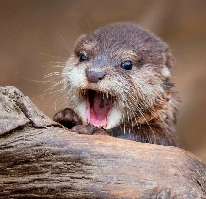 Кавказская Речная выдра