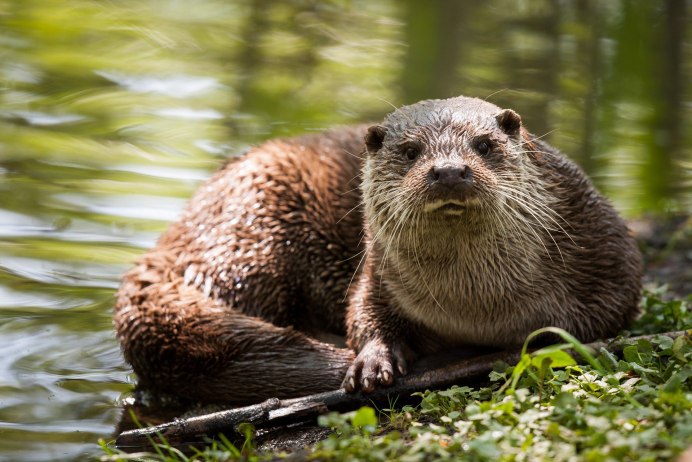 Выдра Речная черная