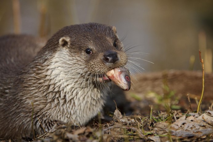 Выдра Lutra Lutra