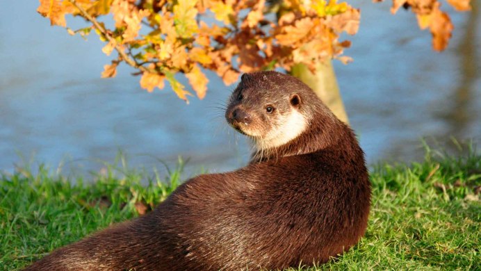 Кавказская выдра