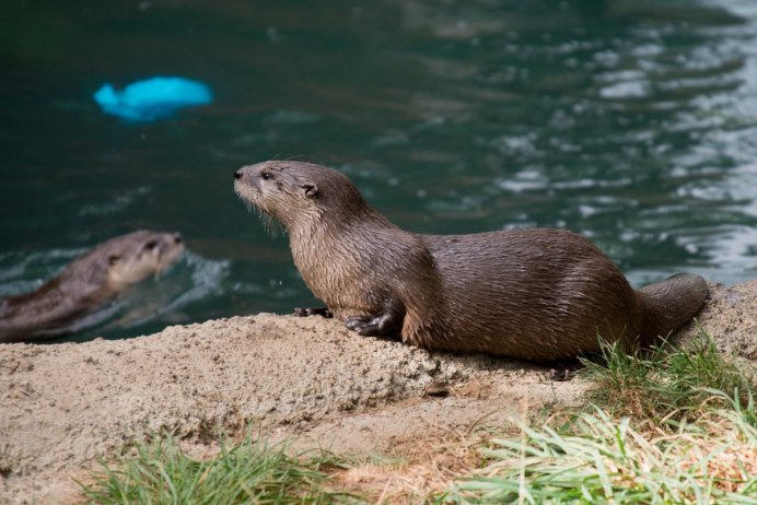 Выдра Речная
