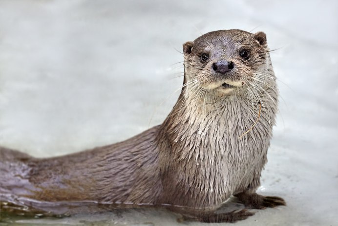 Выдры Otters
