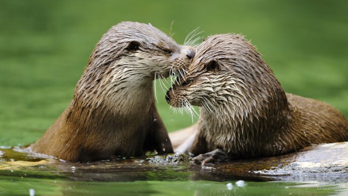 Голландская выдра