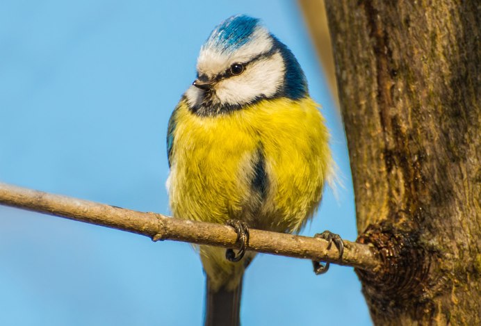 Лазоревка (cyanistes caeruleus)
