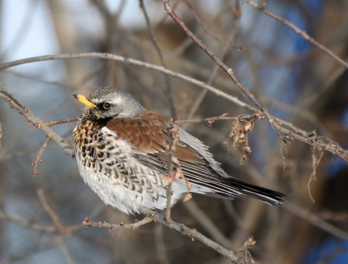 Перелетные птицы Западной Сибири