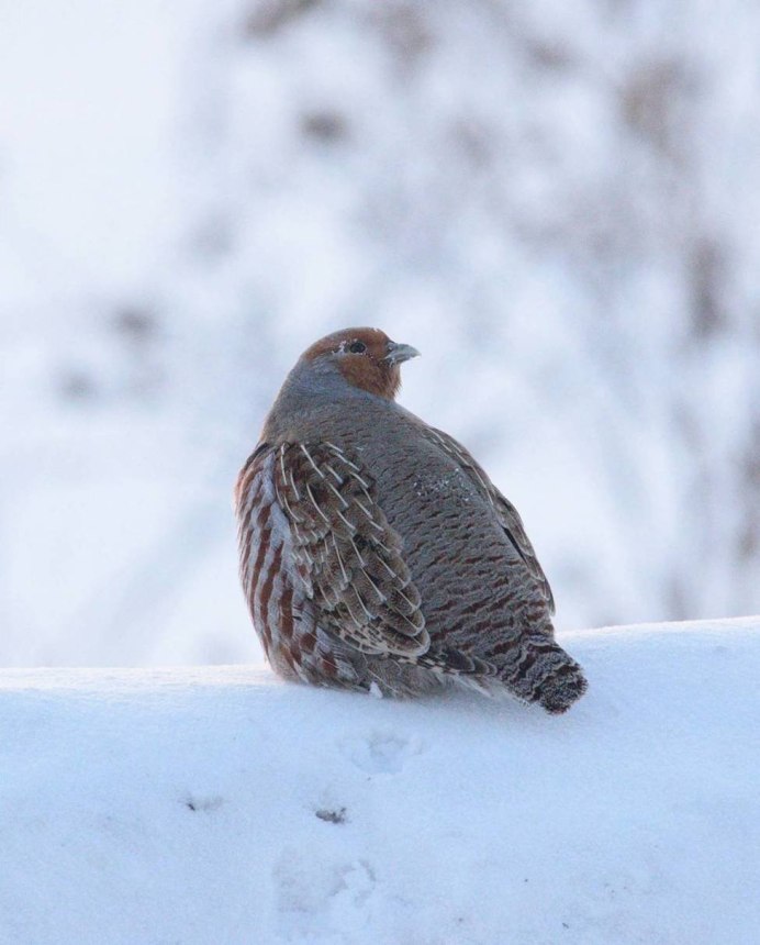 Куропатка Луговая