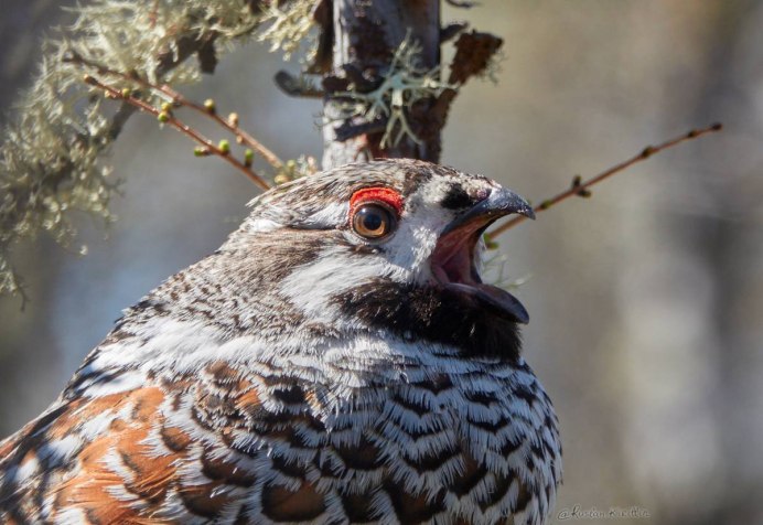 Рябчик обыкновенный
