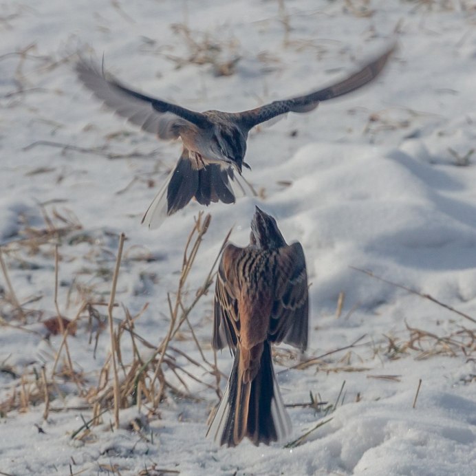 Дикие птицы Томская область