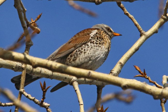 Щур обыкновенный pinicola enucleator