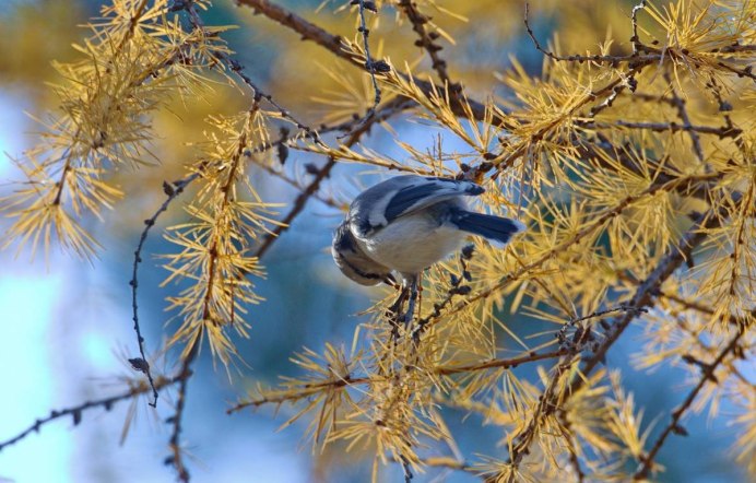 Птицы Западной Сибири