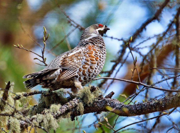 Рябчик (Bonasa bonasia)
