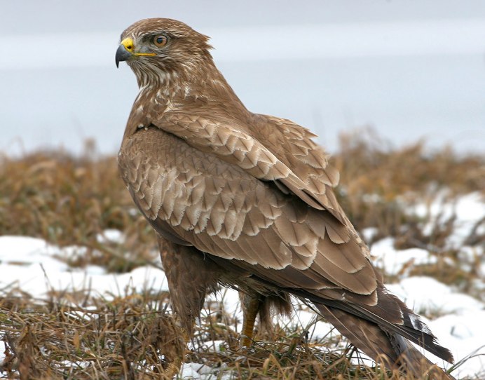 Птицы России