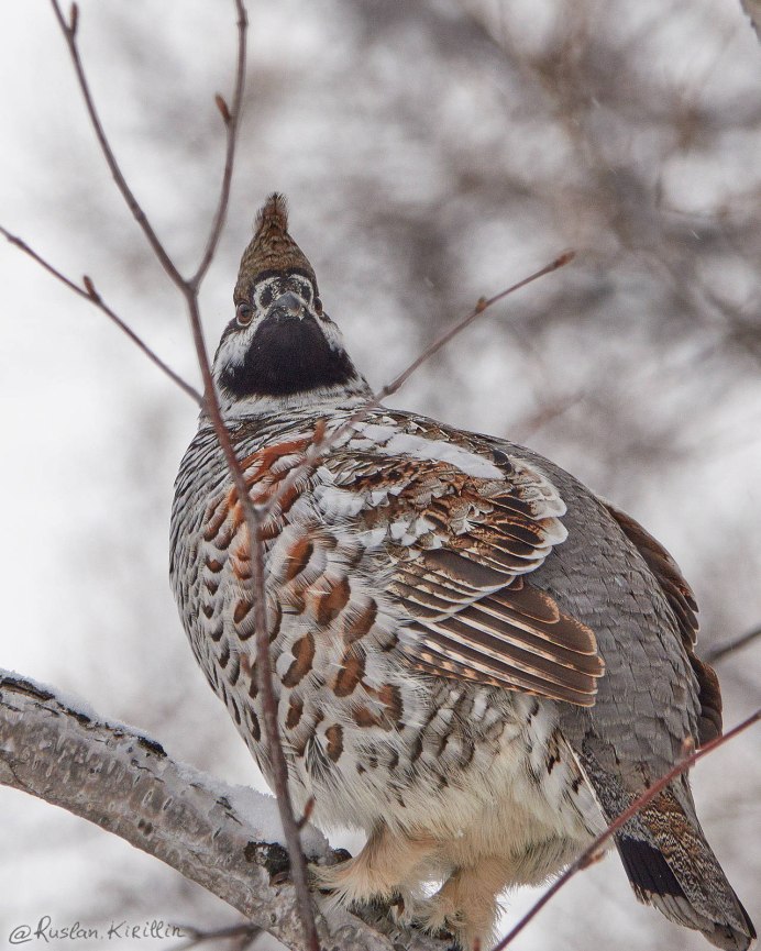 Рябчик Tetrastes bonasia