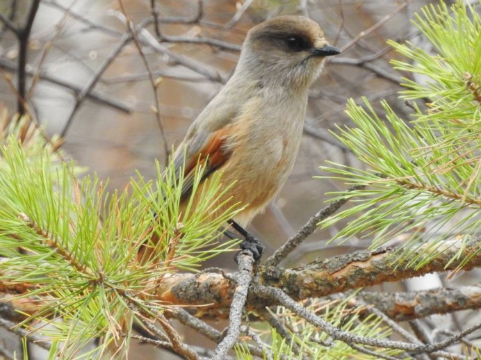 Белоспинный дятел Забайкальского края