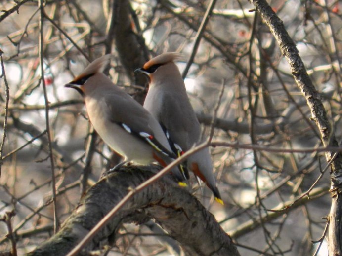 Куропатки рябчики тетерева