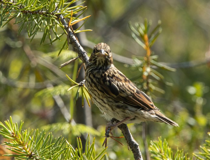 Овсянка Сибирская птица