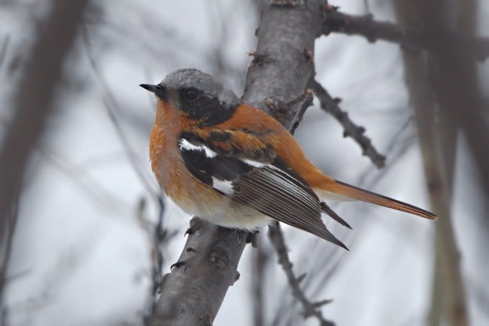 Рябчик обыкновенный Орловское Полесье
