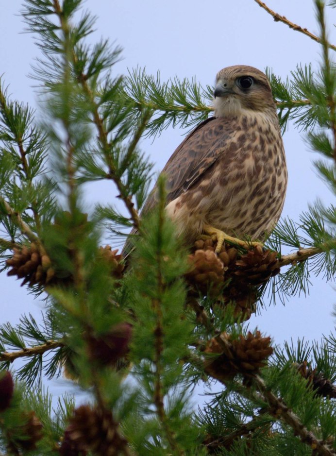 Ястреб дербник