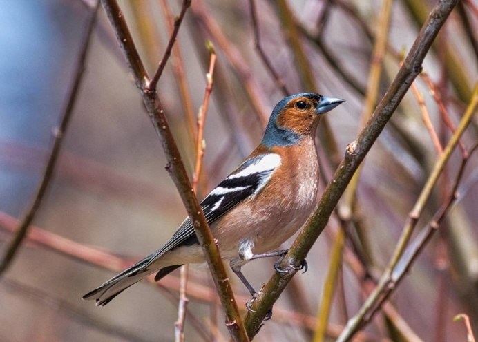 Таежные птицы