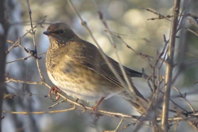 Ареал утки кряквы
