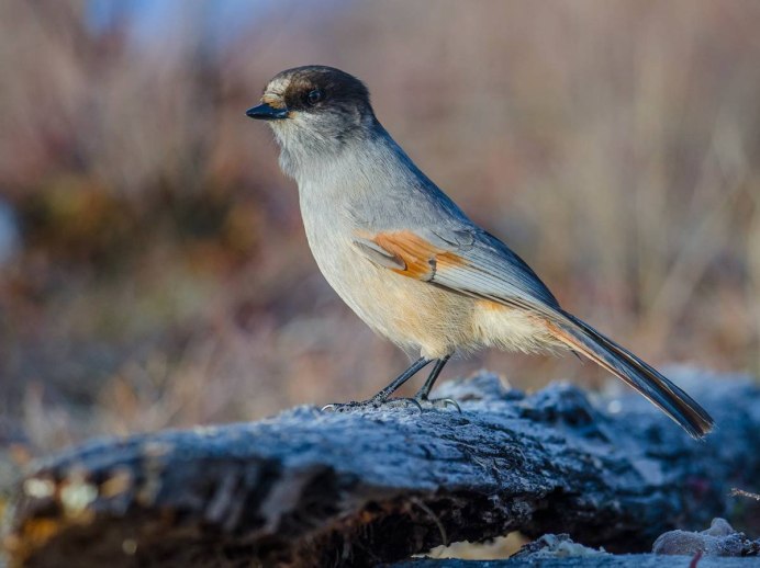 Лесные птицы Сибири