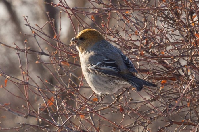 Ястреб канюк Орел